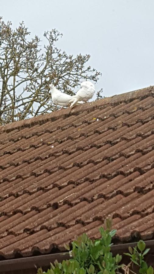 The White Dove Bed And Breakfast With Glamping Newark Showground Eksteriør bilde